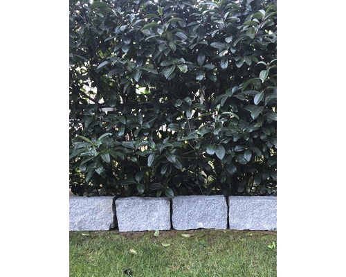 Formschnitthecke hinter Randsteinen aus Granit