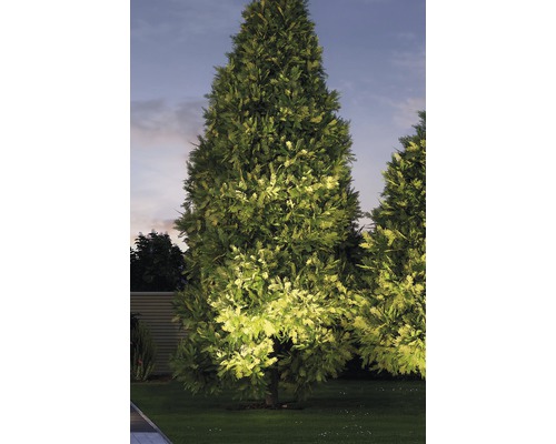 Thuya illuminé dans un jardin au crépuscule