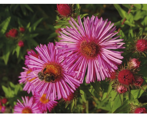 Gros plan d''asters à feuilles rugueuses rouge violacé avec une abeille