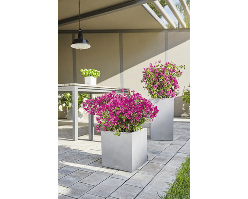 Scène de terrasse avec deux bacs à plantes carrés gris avec des fleurs roses