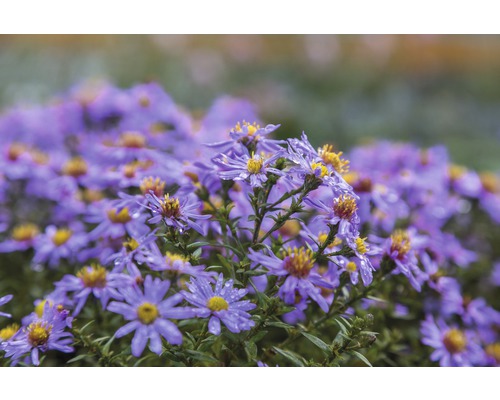Kissenaster FloraSelf Aster dumosus 'Prof. A. Kippenberg' H 5-20 cm Co 0,5 L Nahaufnahme von lila Raublattastern mit gelben Blütenständen.