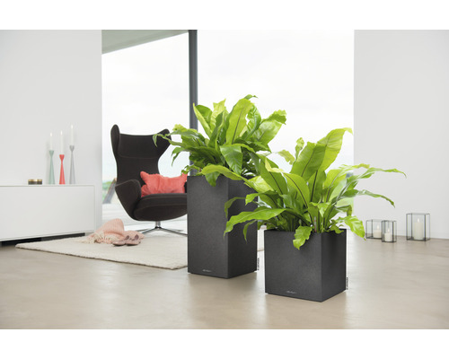 Deux jardinières grises avec des plantes vertes dans un salon