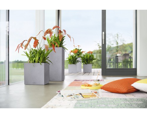 Ambiance d''habitation décorative avec des plantes dans des bacs à plantes sur la terrasse et dans l''espace de vie