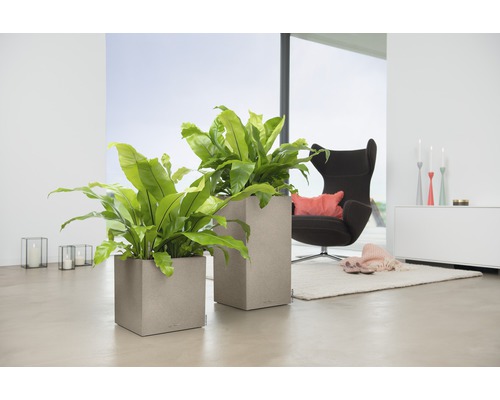 Wohnraum mit zwei quadratischen Pflanzgefässen und Zimmerpflanzen