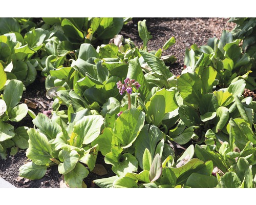 Bergénie à feuilles cordées Floraself Bergenia cordifolia h 5-20 cm Co 0,5 l Plante de bergénie avec des feuilles vertes et des fleurs