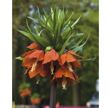 Kaiserkrone Blume mit grünen Blättern