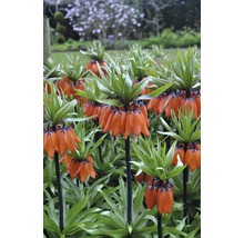 Feld von Kaiserkronen im Garten