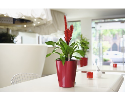 Plante d''intérieur à fleurs rouges en pot sur une table