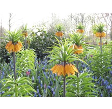 Kaiserkronen im Garten mit blauen Traubenhyazinthen