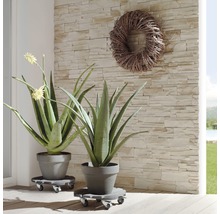 Deux plantes d''aloe vera en pot sur des roulettes à plantes devant un mur de pierre et une couronne.