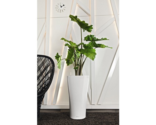 Photo d''intérieur avec plante d''intérieur dans un pot blanc