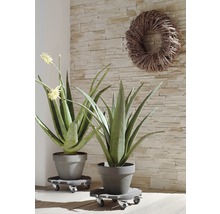 Deux plantes d''aloe vera en pot sur des roulettes devant un mur en pierre avec une couronne.