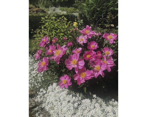 Pivoines roses et fleurs de gypsophile blanc dans le jardin.