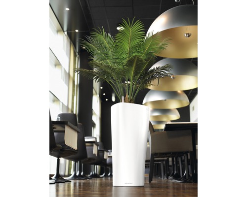 Pièce avec plante dans un pot blanc