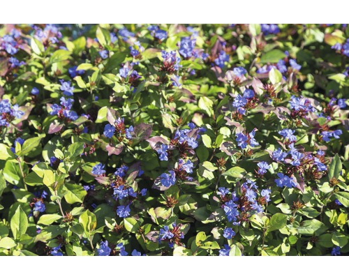 Bleiwurz FloraSelf Ceratostigma plumbaginoides H 5-20 cm Co 0,5 L