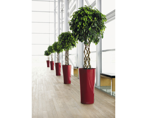 Rangée de ficus benjamina à tronc tressé dans des pots rouges dans une pièce lumineuse.