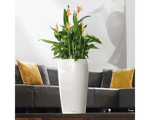 Plante d''intérieur avec des fleurs jaunes dans un pot blanc dans le salon