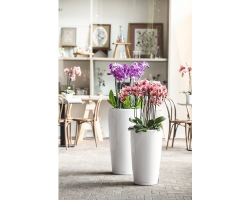 Deux jardinières fines avec des orchidées sur le sol