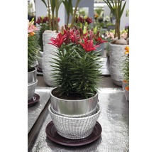 Lilie FloraSelf Lilium x Hybride 'Tiny Bee' 13er Topf