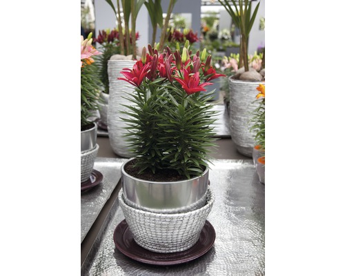 Rote Lilien in silberfarbenem Topf auf einem Untersetzer