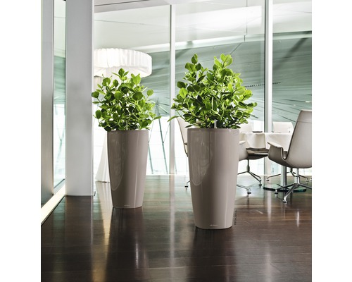 Deux hauts bacs à plantes avec des plantes vertes dans une pièce lumineuse