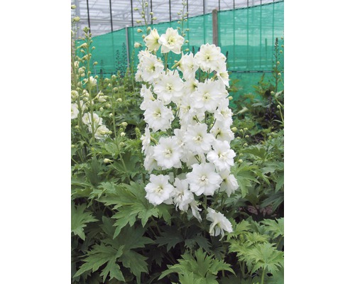 Pied d'Alouette vivace FloraSelf Delphinium-Cultivars 'Galahad' h 5-60 cm Co 0,5 l