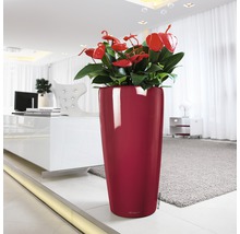 Hoher Pflanzkübel mit Anthurien im Wohnzimmer.