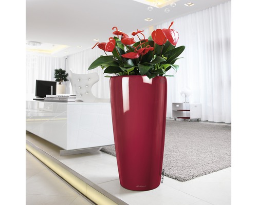 Haut pot de fleurs avec des anthuriums dans le salon.