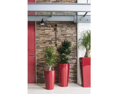 Intérieur avec plantes en pots devant un mur aspect pierre