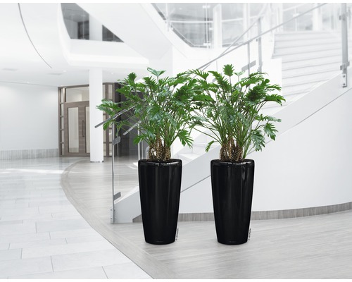 Deux plantes Philodendron dans des pots noirs dans un bâtiment avec un escalier.