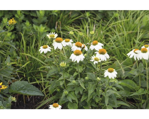 Gros plan sur des fleurs de rudbeckie blanches et jaunes dans une plate-bande