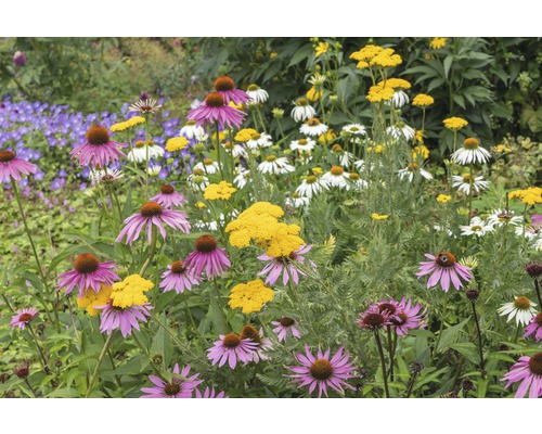 Parterre de fleurs avec rudbeckies, achillée millefeuille et autres fleurs