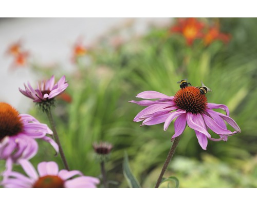 Gros plan sur des fleurs de Rudbeckia pourpre avec des bourdons