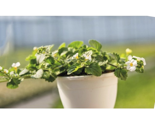 Bacopa-Pflanze mit weißen Blüten im Topf