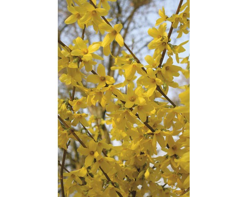 Branche de forsythia en fleurs au printemps