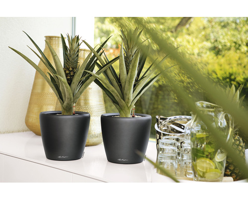 Deux plants d''ananas dans des pots de fleurs noirs sur une table