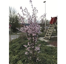 Arbre d''ornement fleuri dans le jardin