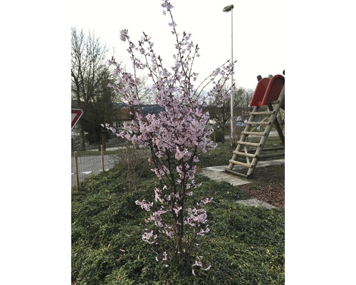 Blühender Zierbaum im Garten