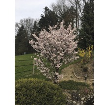 Prunus kurilensis FloraSelf Brillant, 100-125 cm