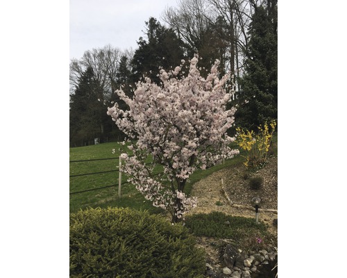 Cerisier d''ornement en fleurs dans le jardin