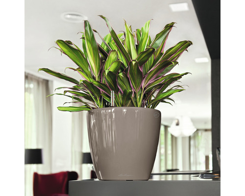 Zimmerpflanze in Pflanzgefäss