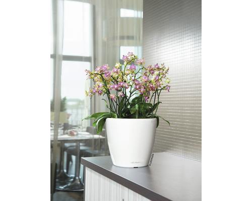 Orchidée dans un pot blanc sur une table