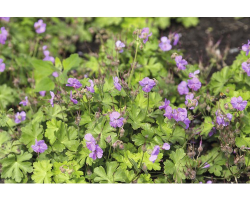 Géranium FloraSelf Geranium x cantabrigiense 'Cambridge' h 5-25 cm Co 0,5 l