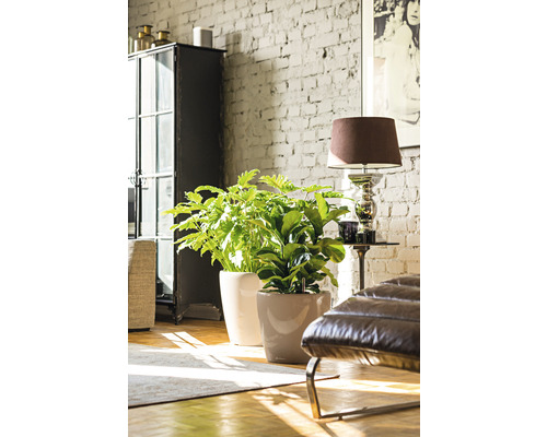 Deux plantes d''intérieur en pot dans un salon lumineux avec un mur de briques