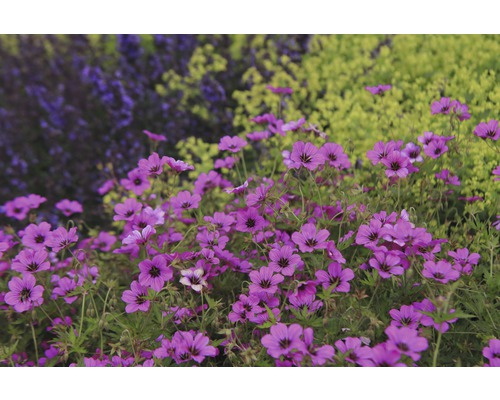 Géranium nain FloraSelf Geranium cinerea 'Ballerina' h 5-15 cm Co 0,5 l