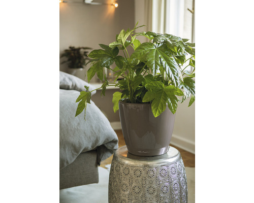 Plante d''intérieur en pot sur une table d''appoint dans la chambre