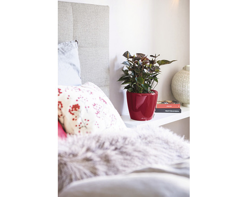Chambre décorative avec anthurium dans un pot décoratif rouge sur une étagère