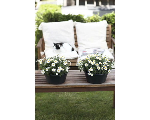 Scène de jardin avec des marguerites en pot et un chat sur un banc de jardin