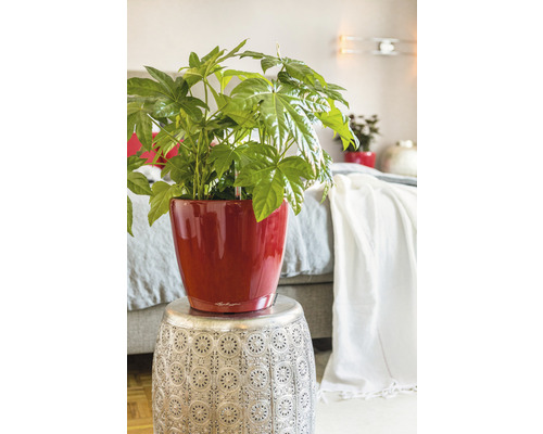 Aralia d''intérieur dans un pot de fleurs sur une table d''appoint dans la chambre.