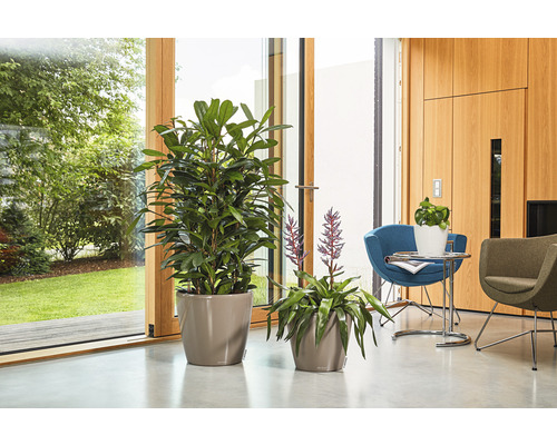 Deux plantes d''intérieur en pot sur le sol devant une fenêtre.